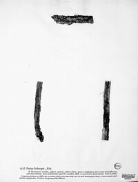 Image of Unguiculella robergei